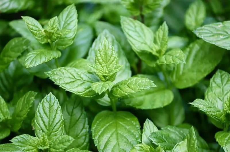 herbs