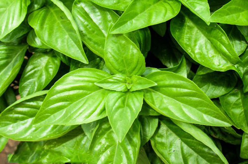 herbs