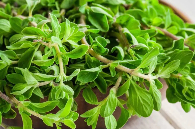 herbs