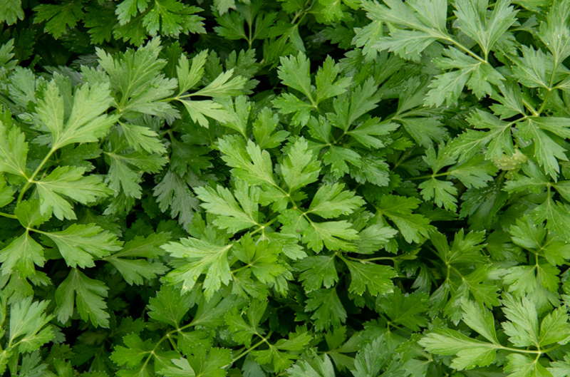 herbs