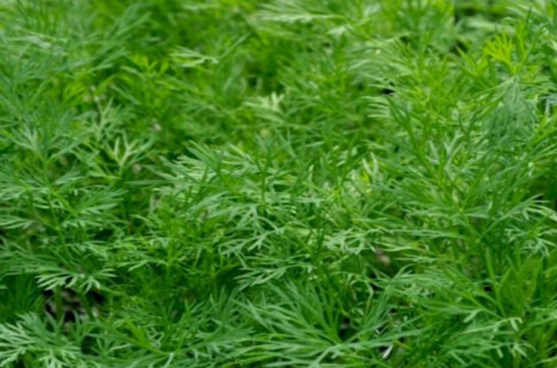 herbs