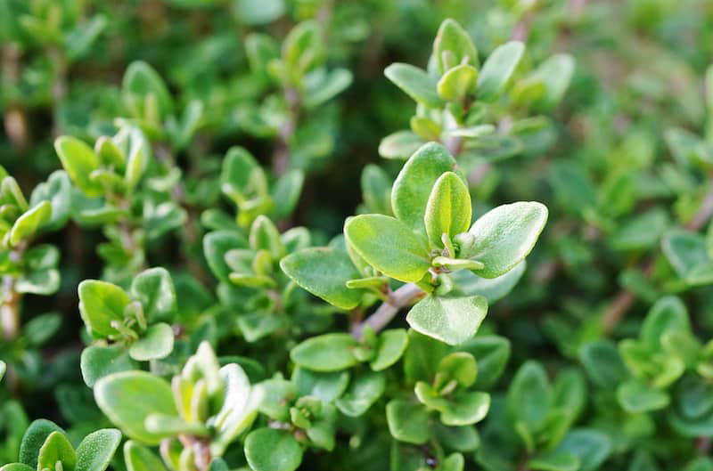 herbs